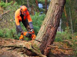 Reliable Sweetser, IN Tree Removal and Landscaping Services Solutions